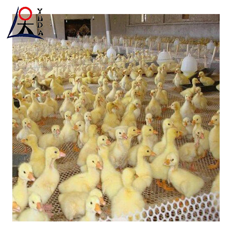 PP PE Plastic Wire Mesh Breeding Plastic Flat Net For Farming Plastic Mesh