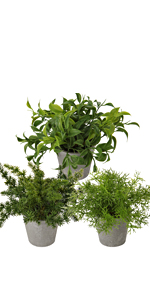 artificial plants