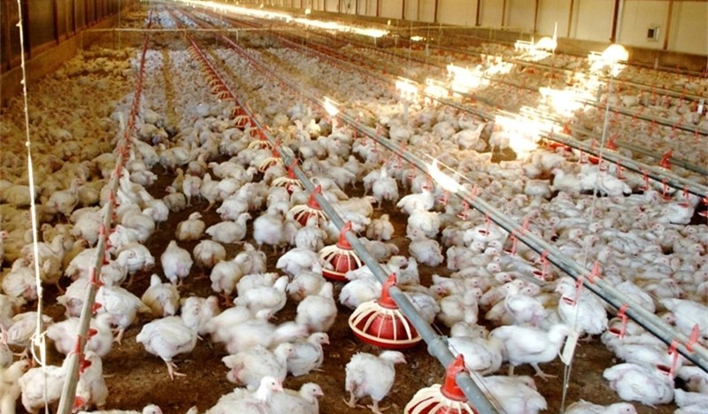 Auto Pan Feeder Steel Broiler Poultry Equipment