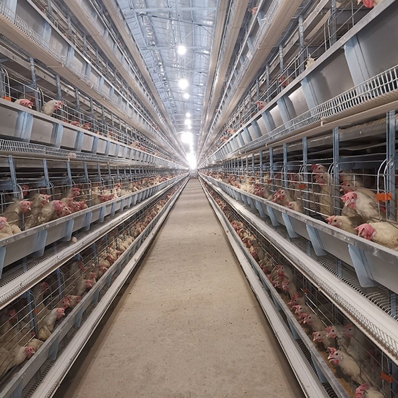 Poultry Breeding Layer Chicken Cages Equipment Galvanized Steel Wire Automatic System