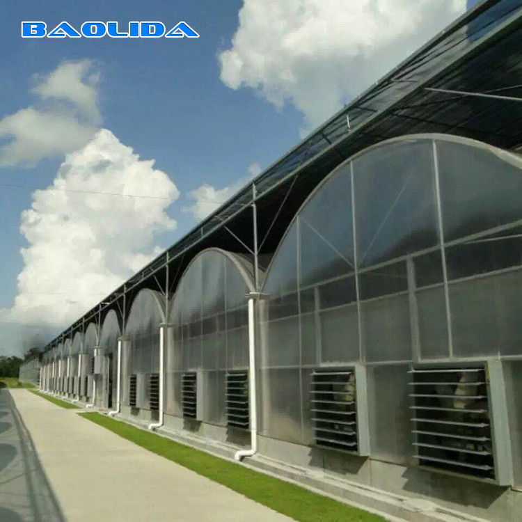 Automatic System Multi-Span Greenhouse PC Polycarbonate Film Greenhouse Steel Structure