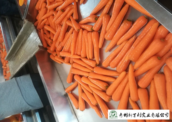 Japan Standard Fresh Organic Carrots Own Plantation Supply To Supermarket