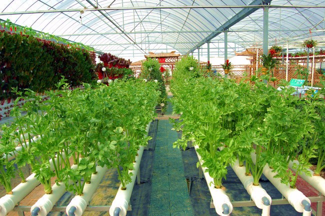 Multi-Span Agricultural Greenhouses with Used Container Hydroponic Growing Systems