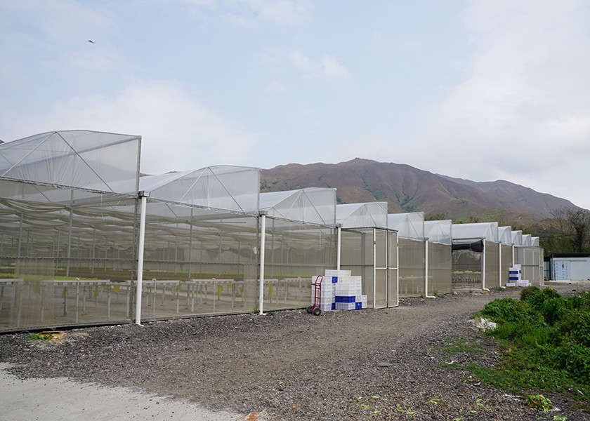 Rain Resistant Hydroponic Greenhouse Systems With Galvanized Support