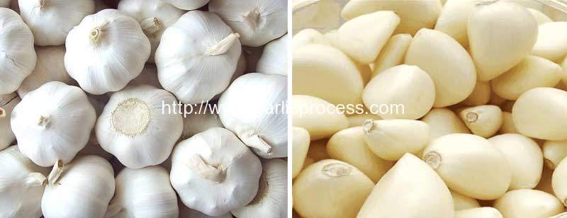 automatic-garlic-clove-separating-and-skin-peeling-machine