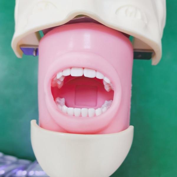 Professional Dental Students Simulator Training Model Medical Science Dental