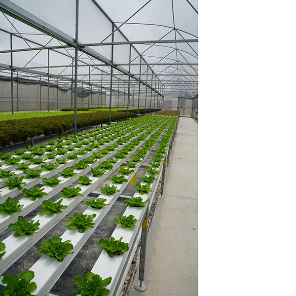 Ventilation Windproof Greenhouse With Pvc Cover Commercial Polycarbonate Greenhouse Kits