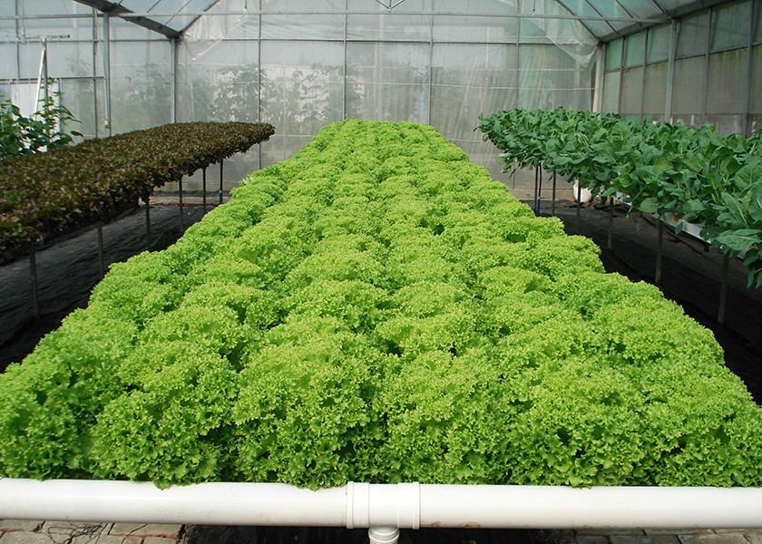 UV Enhanced Nutrient Film Technique For Leafy Greens Prevent Plant Diseases