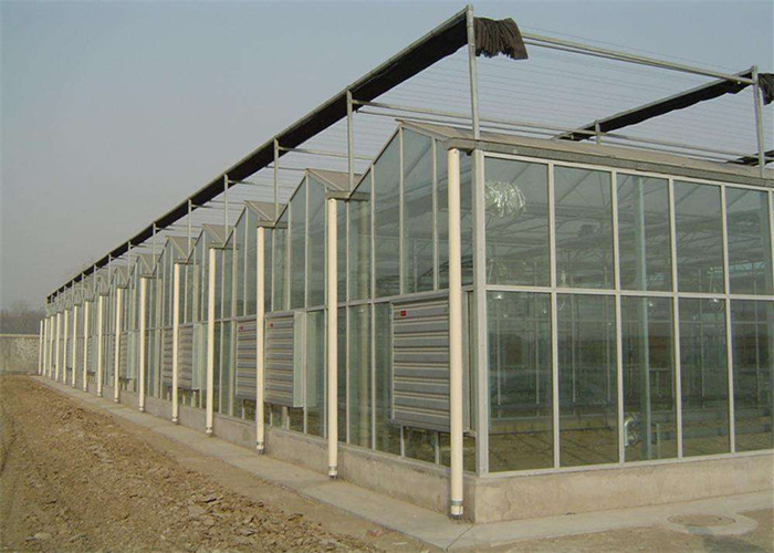 Venlo Type Toughened Glass Greenhouse Hot Galvanized Steel Skeleton Material