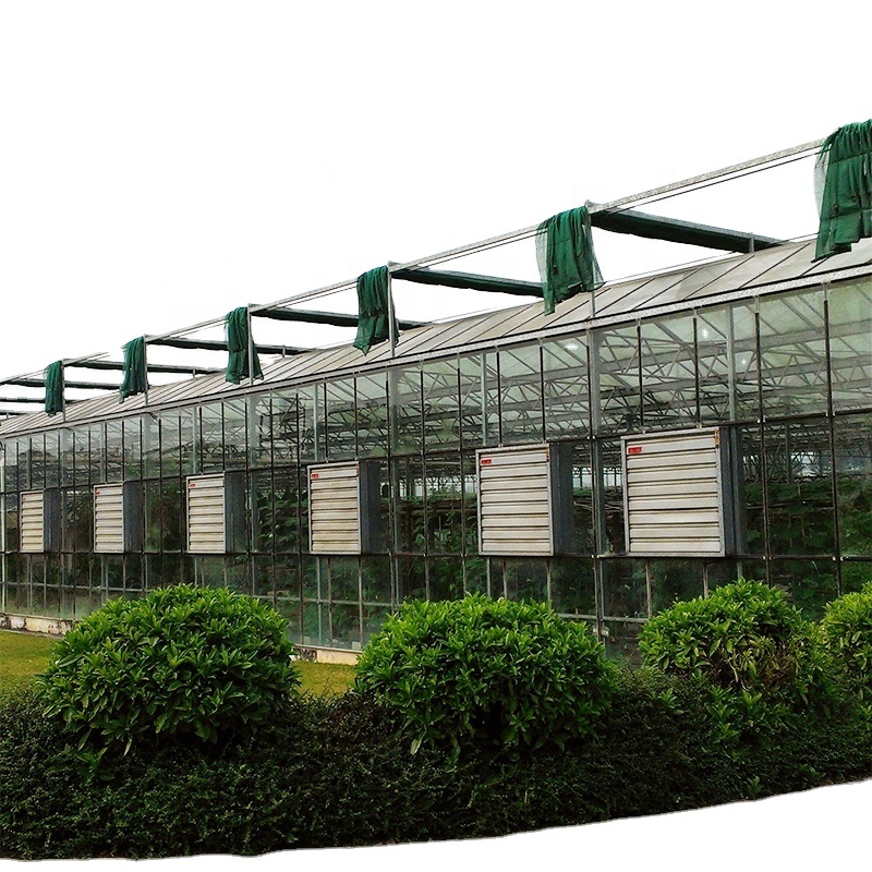 Customized Glass-Covered Vegetable Greenhouse for Restaurant Growth