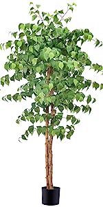 Curly ficus tree