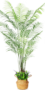  6.5 Feet  Areca Palm Tree