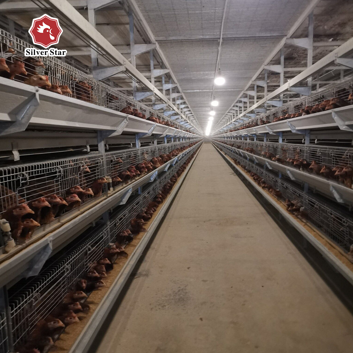 Poultry Farm Broiler Chicken Cage Galvanized Steel Automatic H Type Q235A