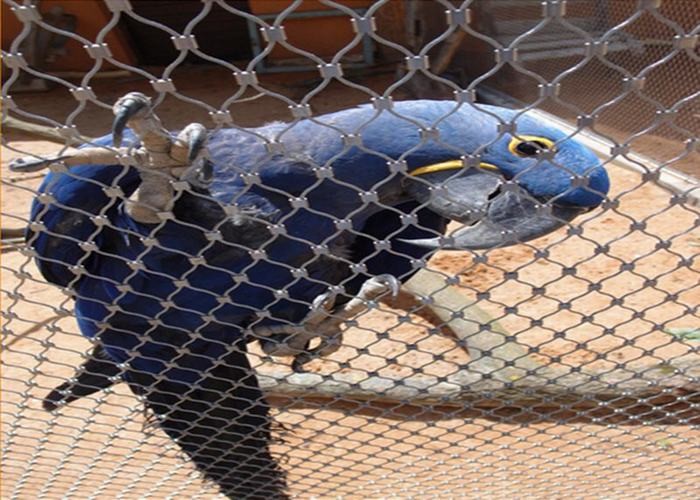 Ferruled Stainless Steel Rope Mesh / Bird Mesh Netting 7*7 / 7*19 Structure