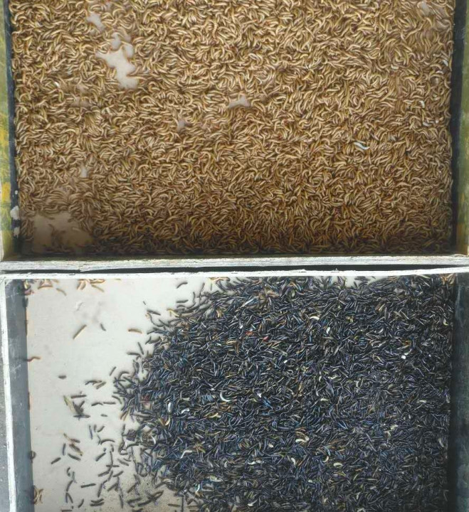 0.75KW Mini Color Sorter Machine 300-500kg/H For Tenebrio Molitor
