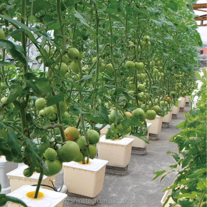Film Cover 50x8m Single Span Type Agricultural Tunnel Greenhouse with 3.5-5M Height