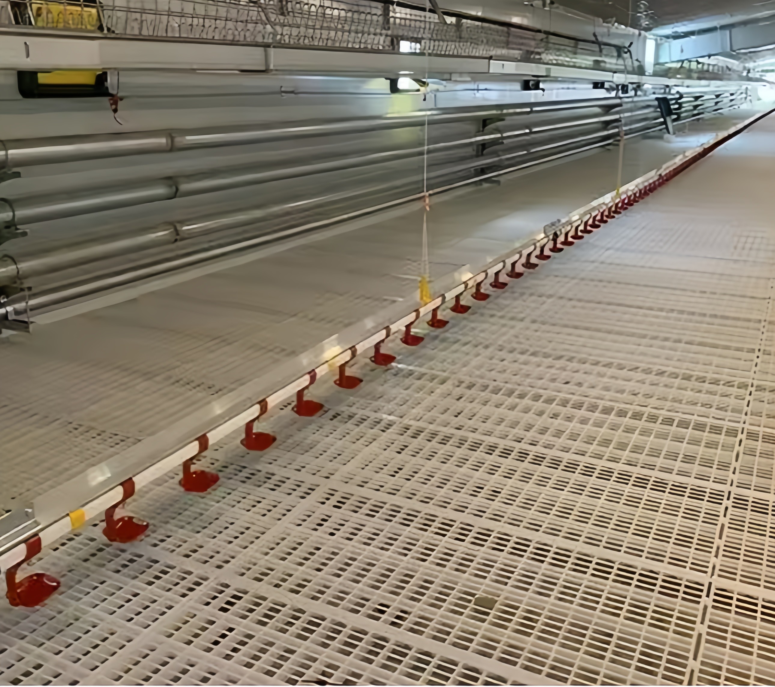 Plastic Broiler Poultry Equipment Full Automatic Broiler Pan Feeder Customized