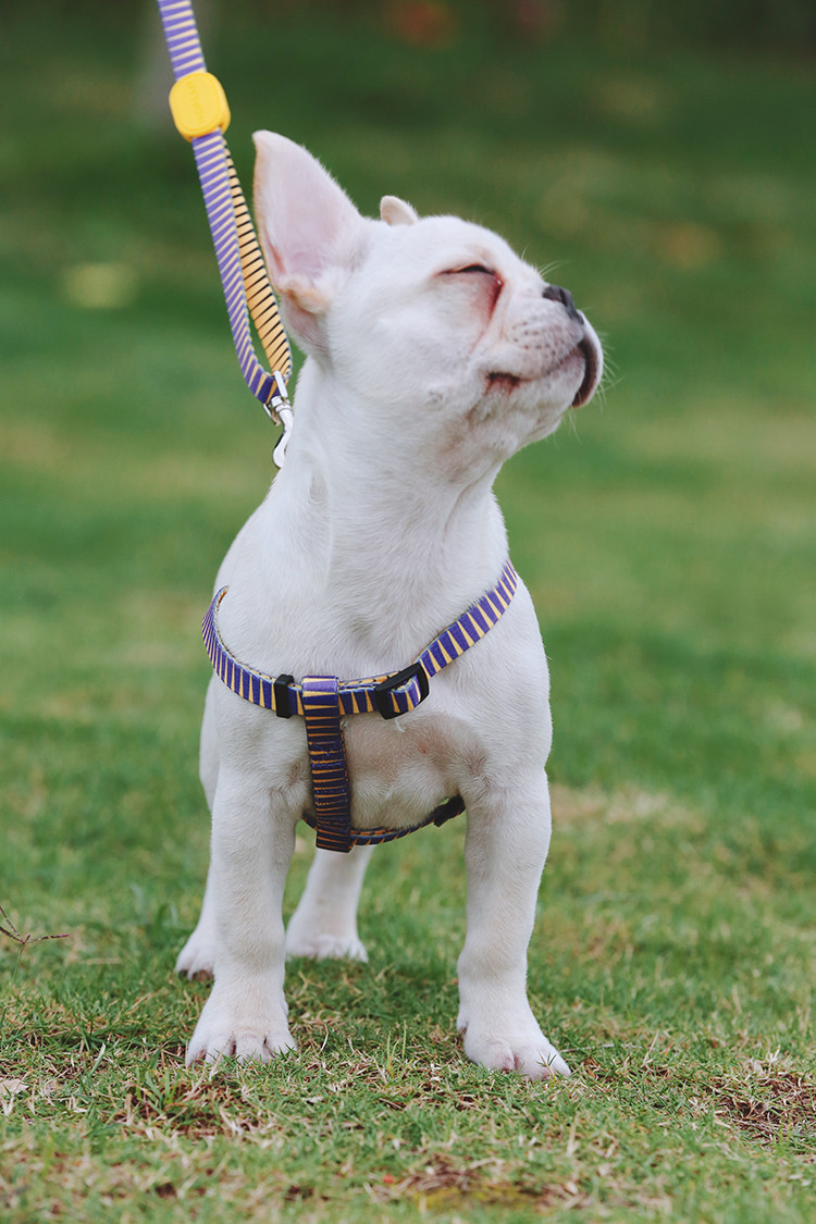 Adjustable Polyester Dog Harness