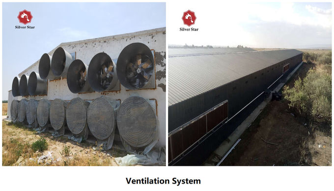 H Type Automatic Layer Cage System , 450cm2/Bird Q235 4 Tier Chicken Cage