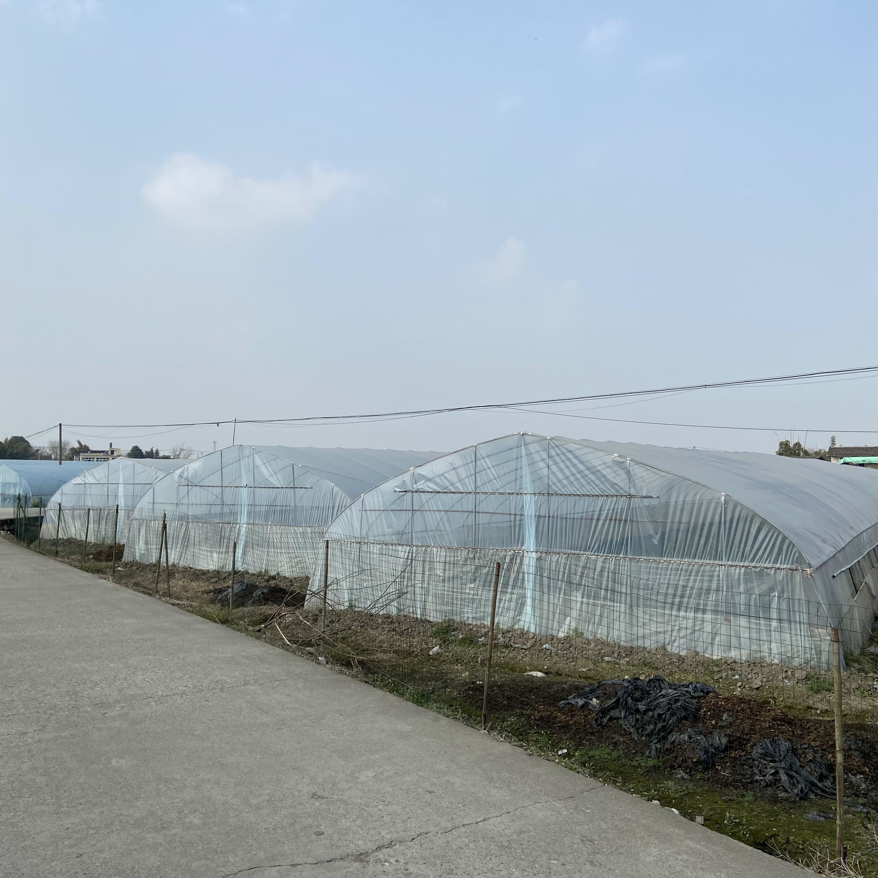 Polyethylene Film Greenhouse Agritulture Tunnel Plastic Greenhouse For Plant Growth