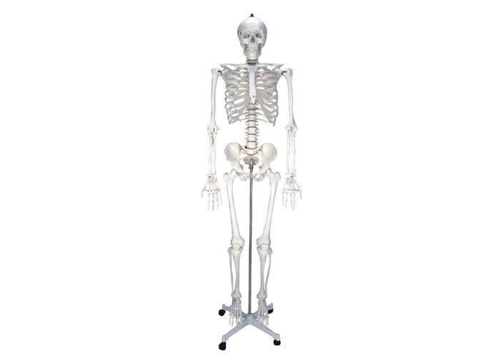 Medical Life Size Plastic Human Skeleton , Human Torso Cat Dog Skeleton