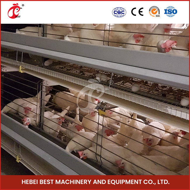 Hot Deep Galvanized Broiler Cage System 25 Years Lifespan For Chicken Rearing Emily Wang
