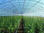 Prefabricated Light Steel Structure Agricultural Vegetable Greenhouse Q235