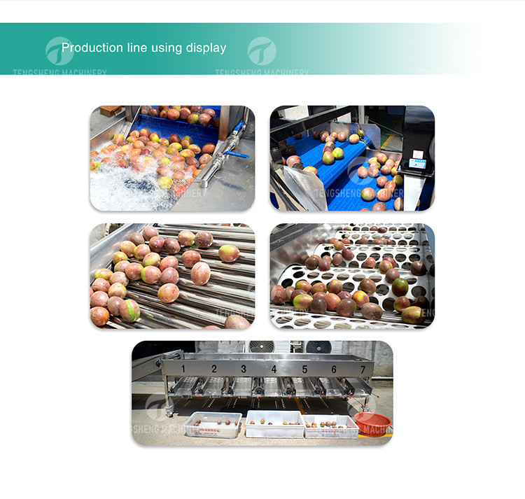 Drying Sorting Circulating Surfing Fruit And Vegetable Processing Line Apple Tengsheng