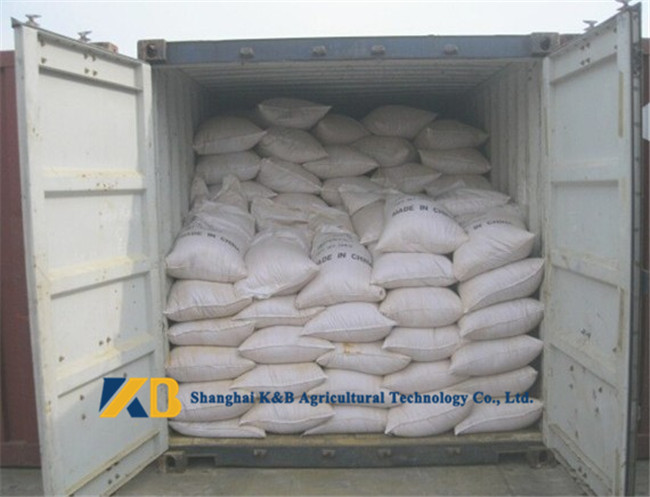5% Ash Maize Gluten Feed High Protein Content And Various Nutrition Powder