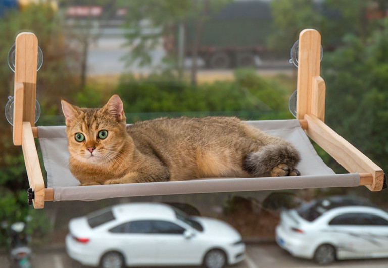 cat in a hammock