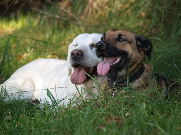 Main Popular Product Recyclable Eco-Friendly Garbage Dog Poop Waste Bags degradable dog waste bagS