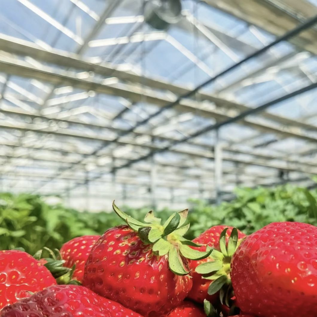 Drip Irrigation Glass Greenhouse for Flower Growing