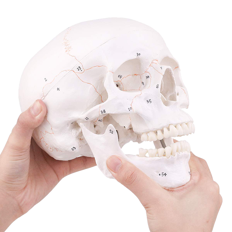 Life Size Adult Human Skull Anatomical Head Skeleton Model With Removable Teeth