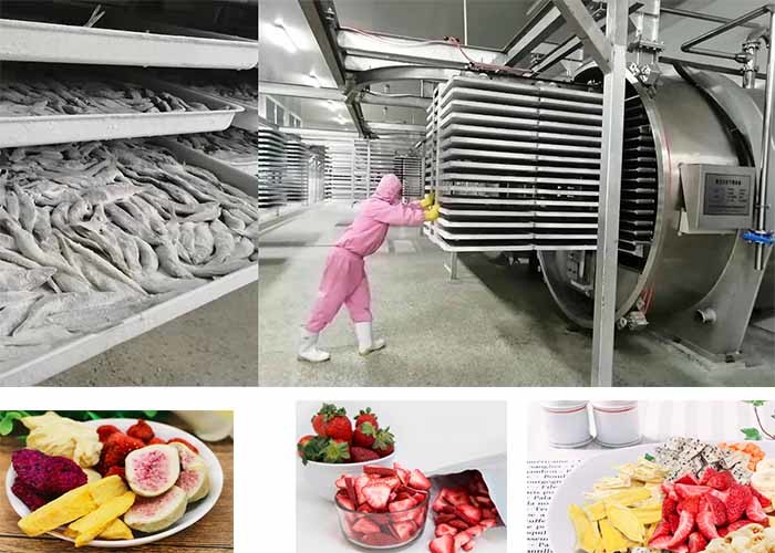 PLC Control Freeze Dryer Pharmaceutical Industry 500Kg/Batch