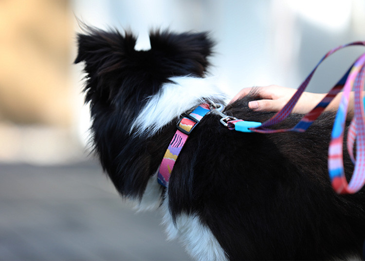 Red Purple Pink Custom Reflective Dog Collars For Small Dogs 1.5 Inch Dog Collar