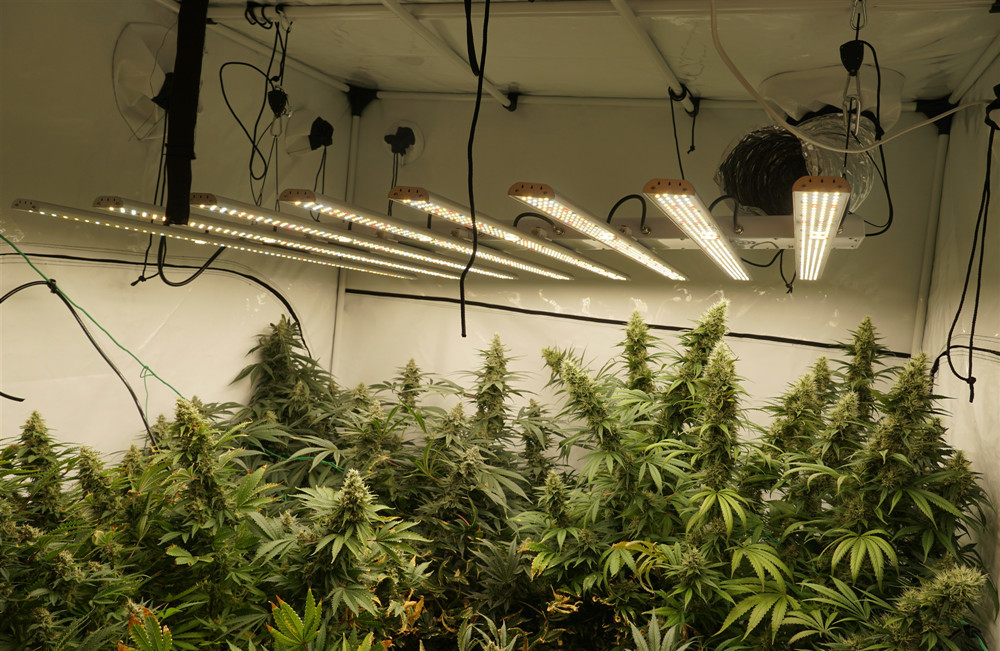 Seed Starting Applied Commercial LED Grow Lights Manual Dimmable 10kg