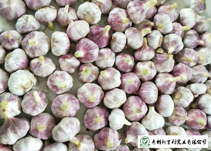 Reducing Bacteria Fresh Organic Garlic 9 Months Shelf Life Supply For Supermarket