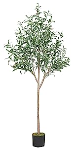 5ft Olive