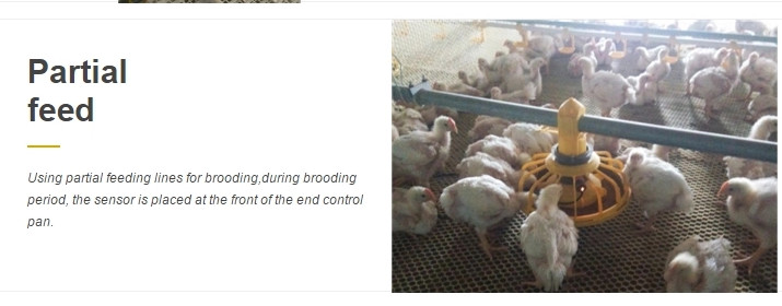 Poultry Farming Equipment Broiler Automatic Pan Feeding System 330mm