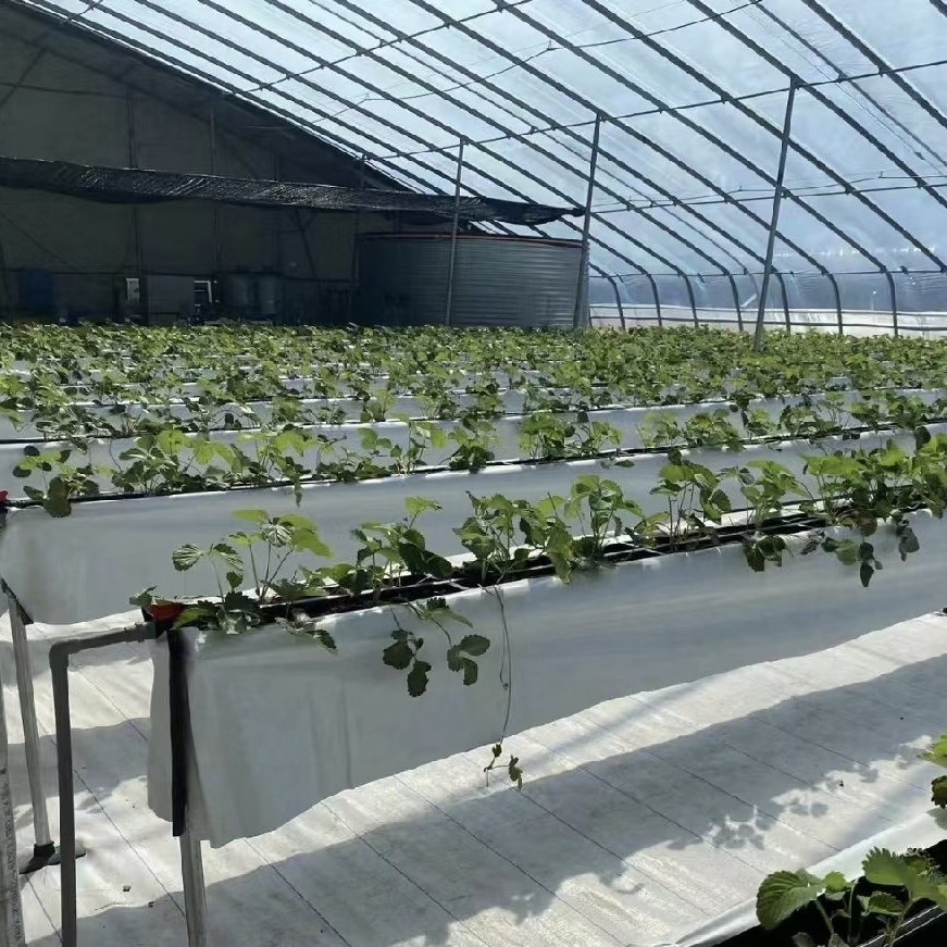 Aquaponics Sunlight Greenhouse