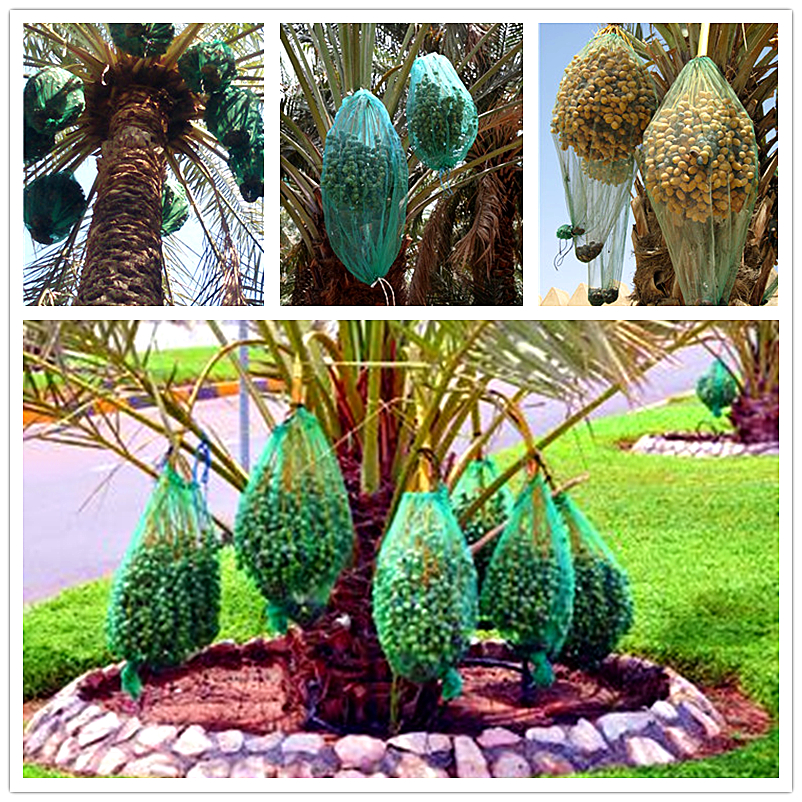 Get the Best HDPE Mesh Bag for Date Palm Rain Protection in Dubai at Affordable