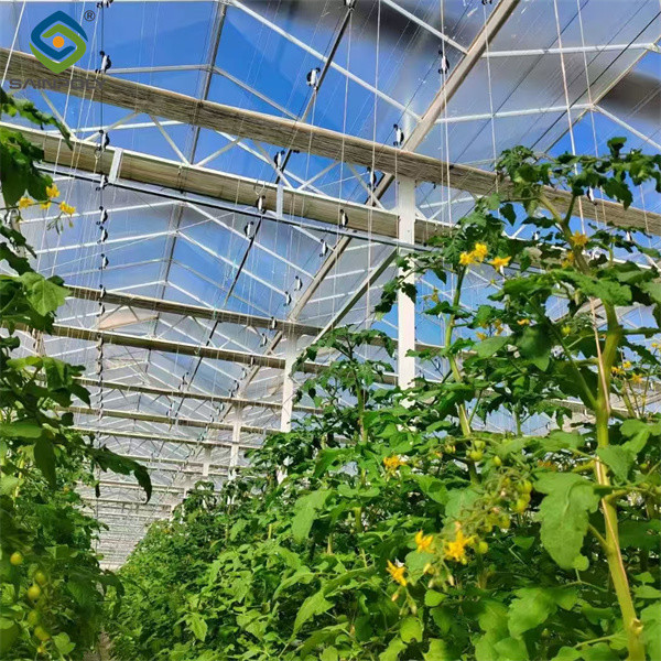 Sainpoly Tomato Greenhouse Agricultural Greenhouses For Vegetable Production