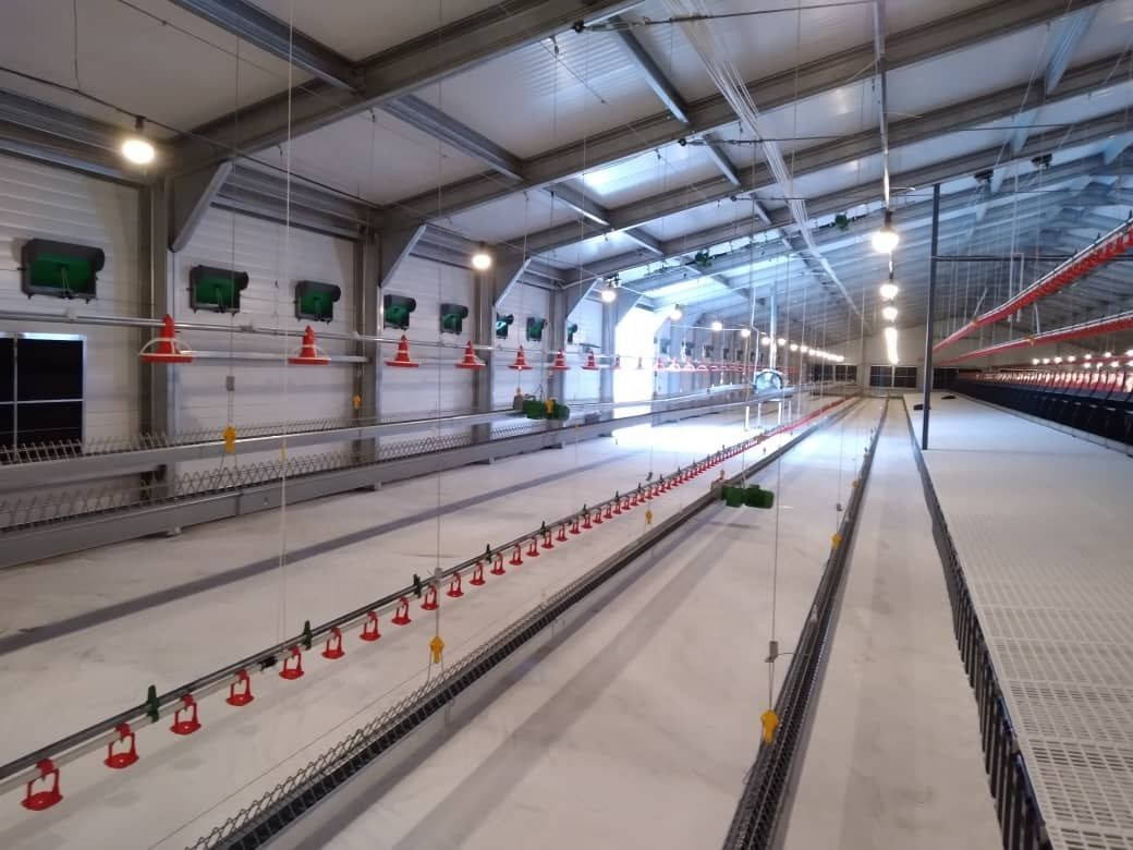 Automatic Feeder Chickens Odm Poultry Feed Line