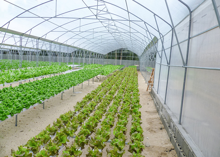 UV Sterilizer Nft Farming System Disease Resistant For Leafy Greens Growth