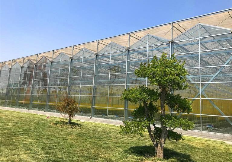 Wet Curtain Controlled Inlluminating Greenhouse