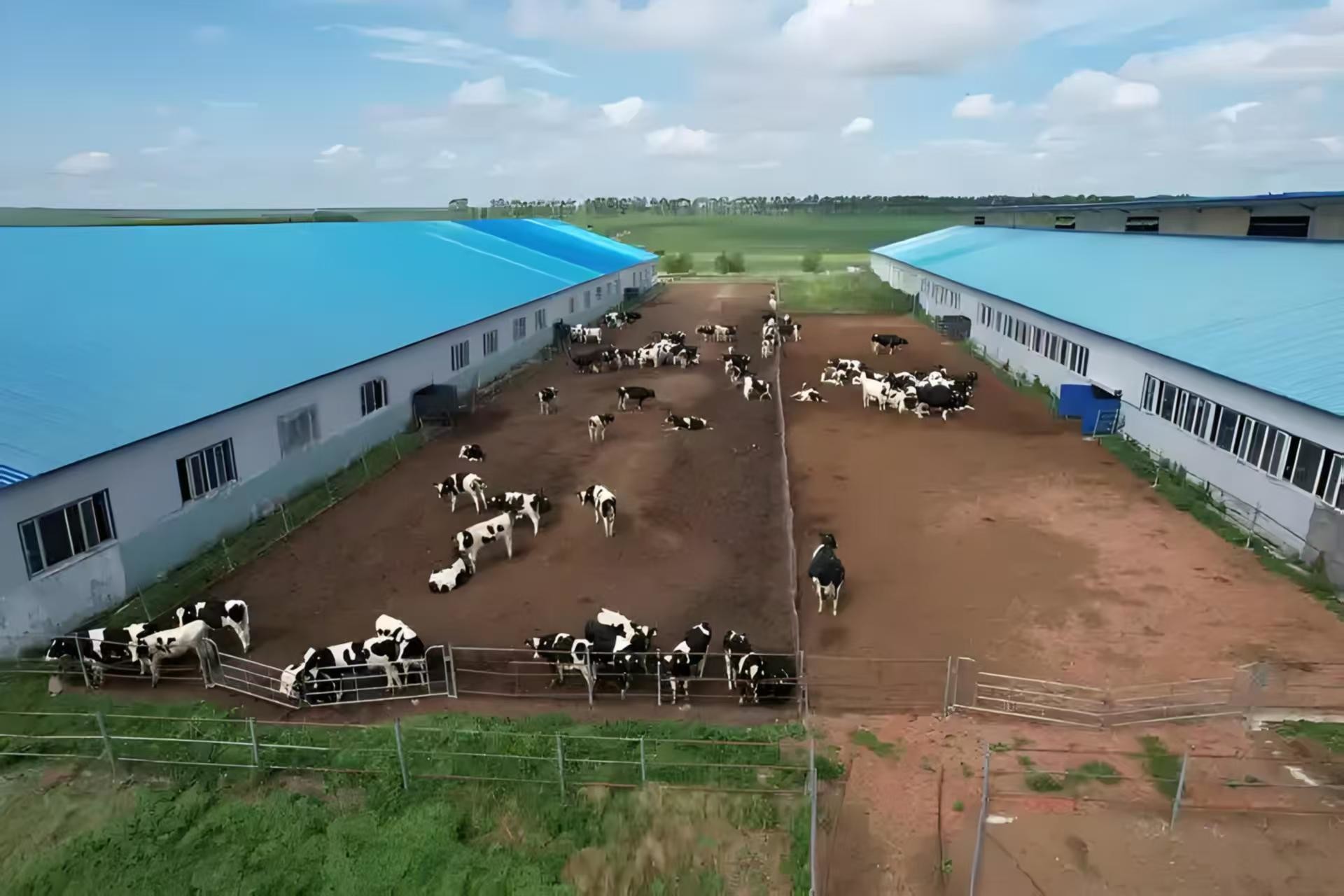 Livestock Shelter Dairy Farm Barn Custom Steel Structure Cow Shed For Live Cattle