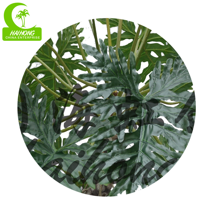 split philo plant