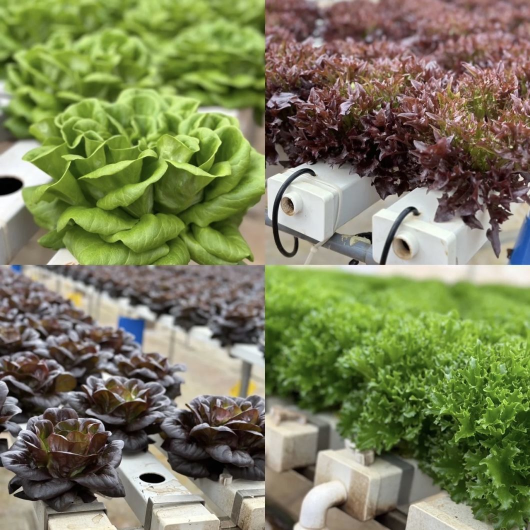 Single Layer Glass Greenhouse for Flower Cultivation