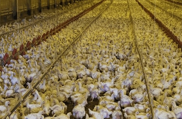 Auto Pan Feeder Steel Broiler Poultry Equipment