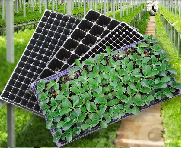 50 cells Plastic blister thermoforming vacuum PVC flower tree seedlings containers